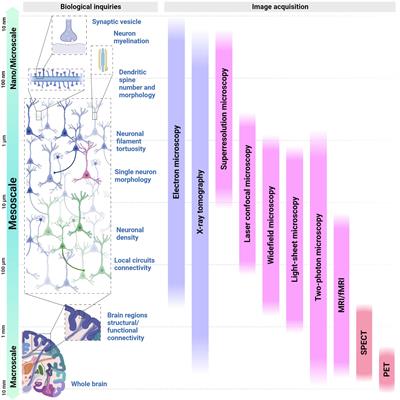 Between neurons and networks: investigating mesoscale brain connectivity in neurological and psychiatric disorders
